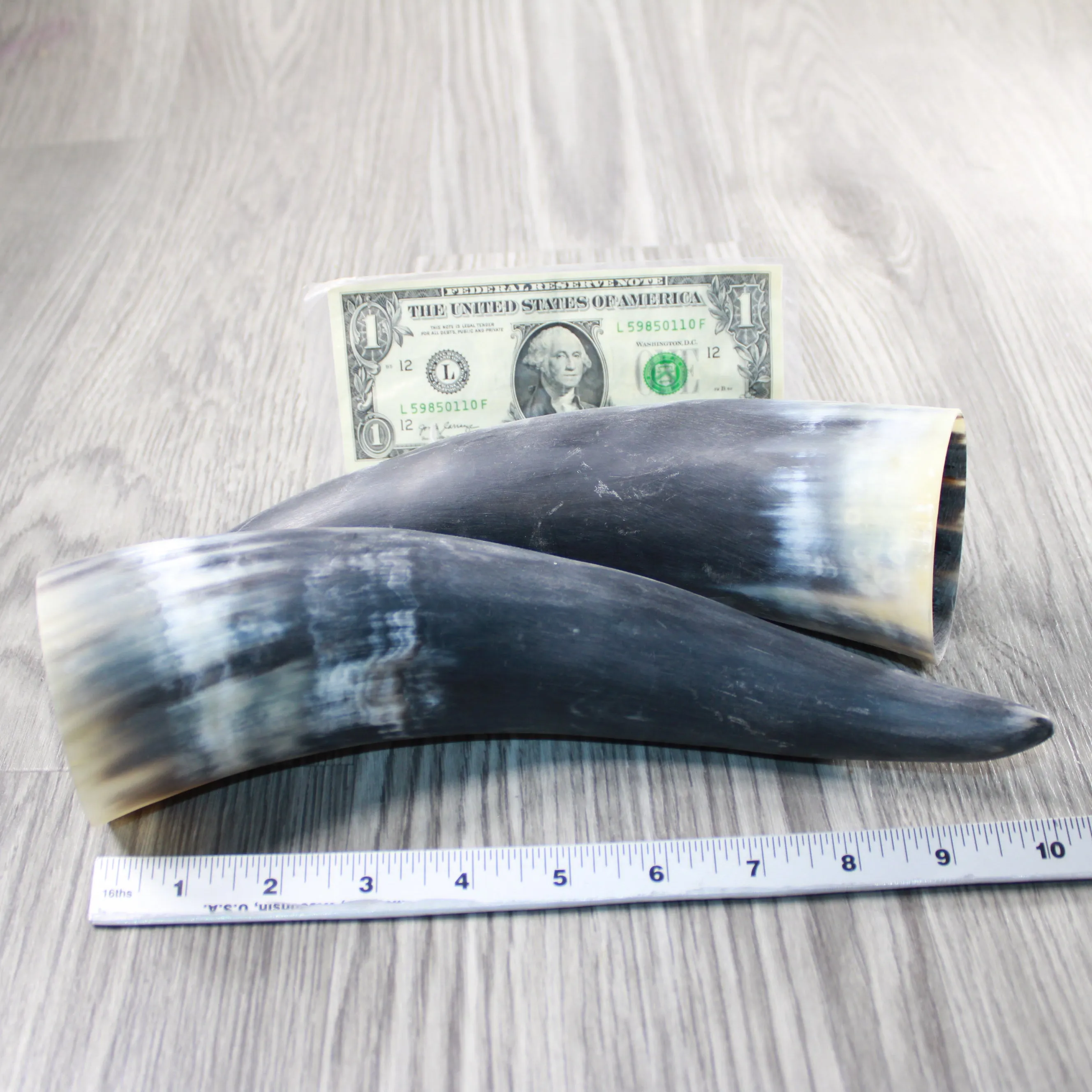 2 Raw Unfinished Cow Horns #2747 Natural Colored
