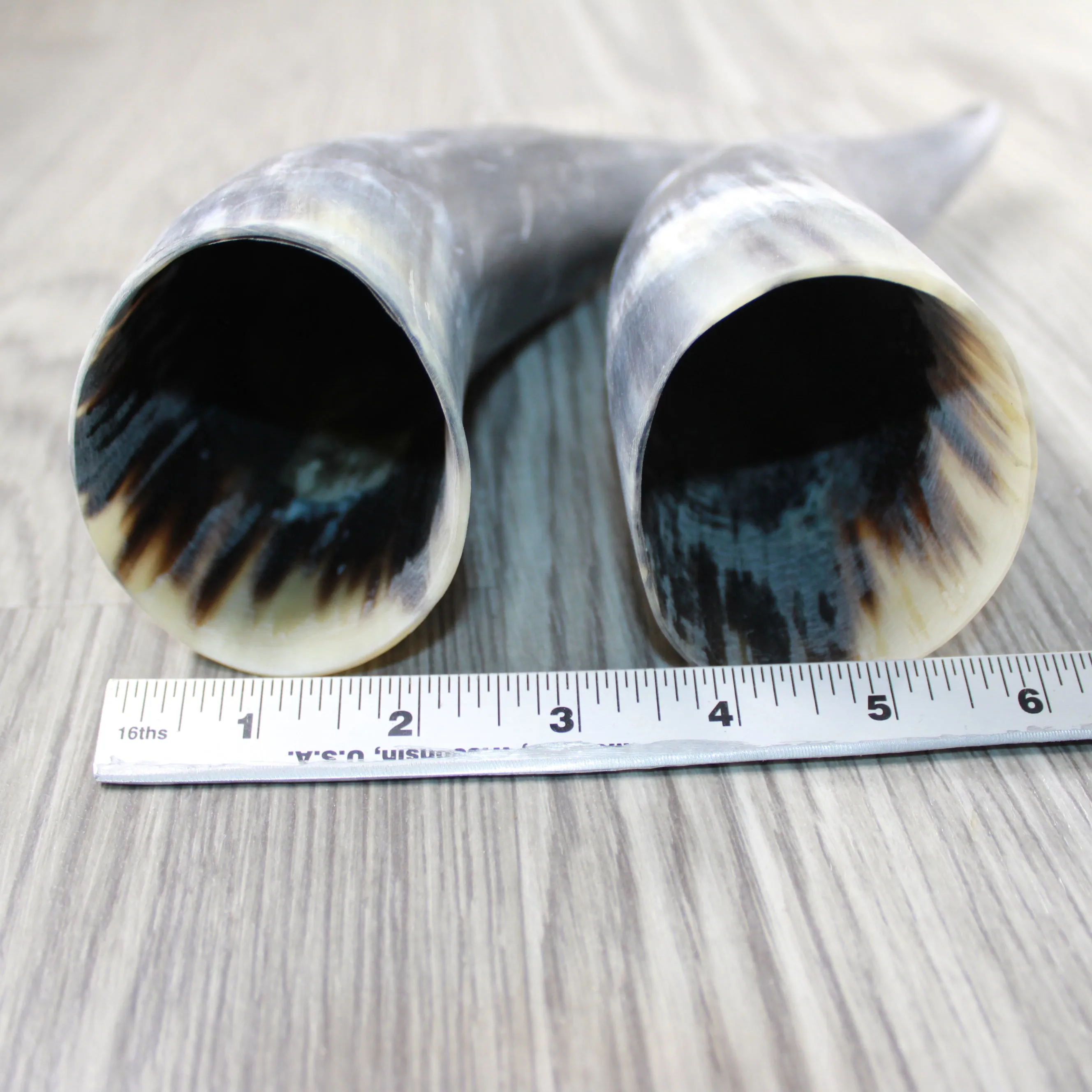 2 Raw Unfinished Cow Horns #2747 Natural Colored