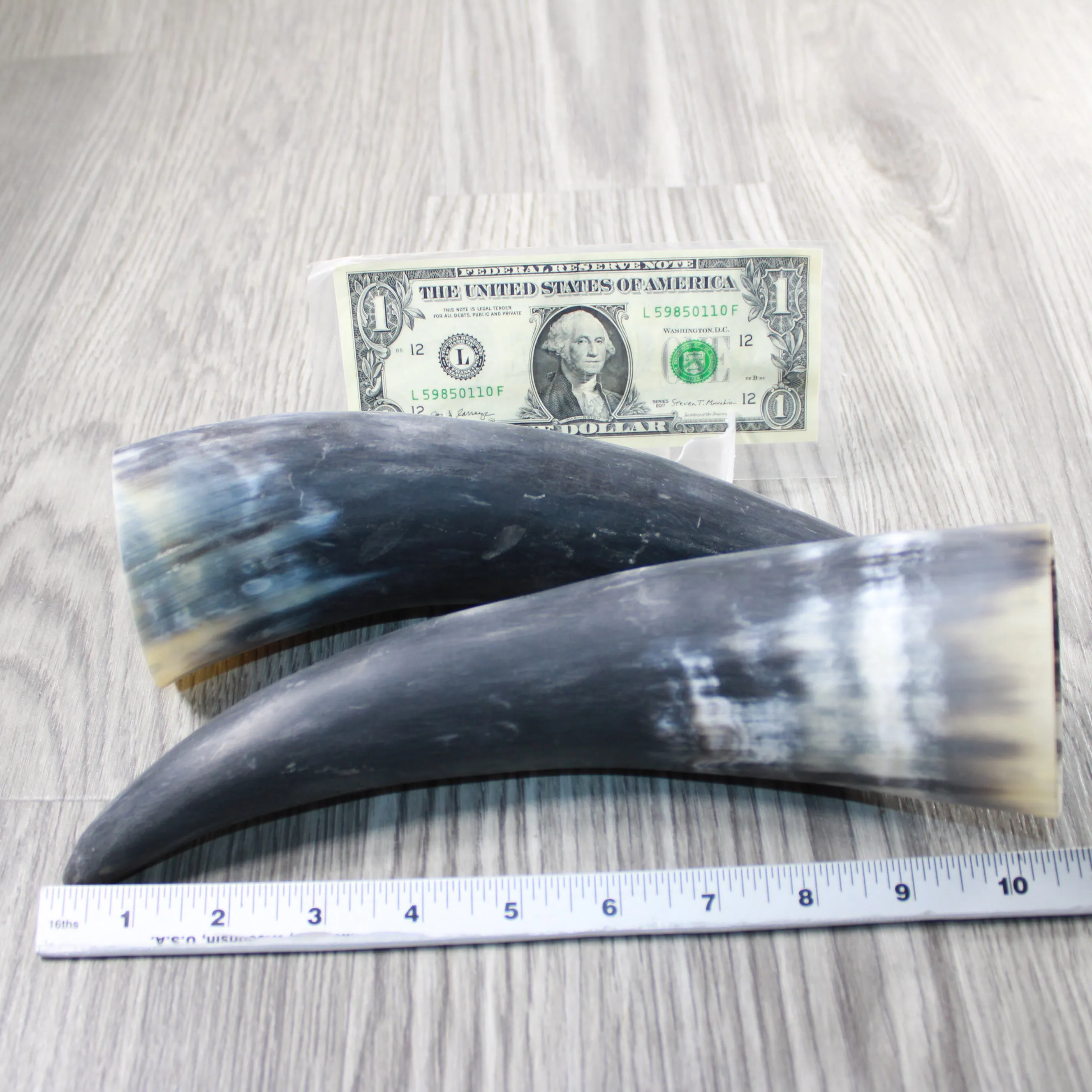 2 Raw Unfinished Cow Horns #2747 Natural Colored