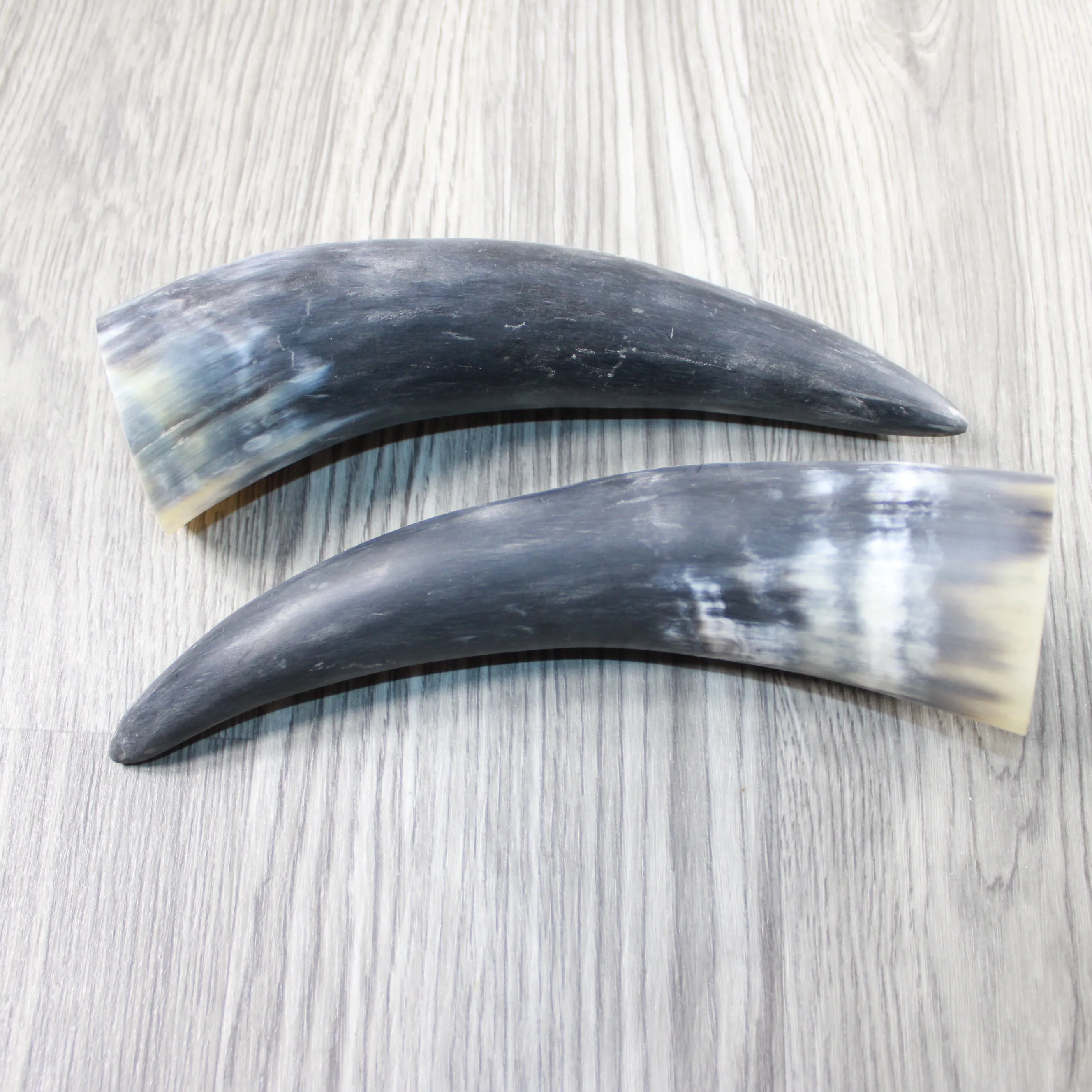 2 Raw Unfinished Cow Horns #2747 Natural Colored