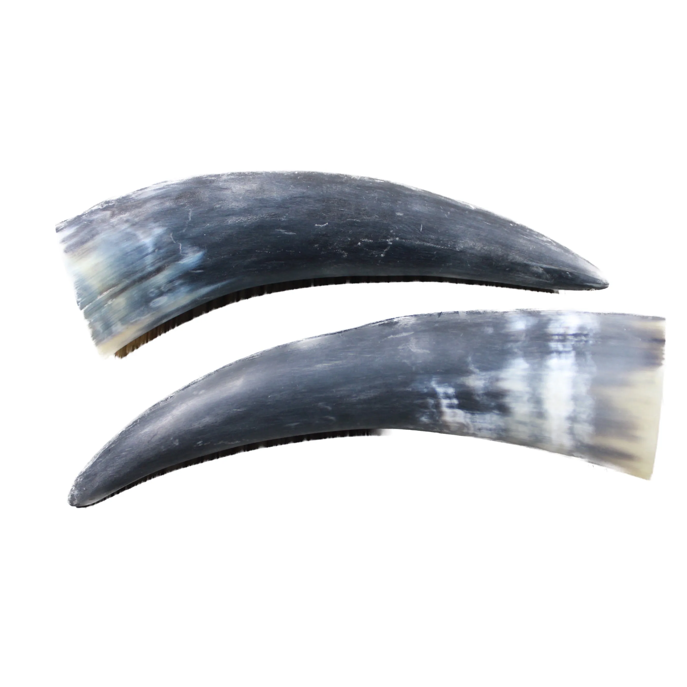 2 Raw Unfinished Cow Horns #2747 Natural Colored